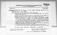 Erysiphe pisi var. pisi image